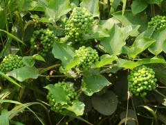 (Common Carrion Flower) (Common Carrion Flower)