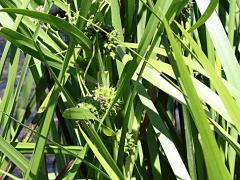 (Giant Bur-Reed) fruit (Giant Bur-Reed) fruit
