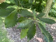 (Chinquapin Oak) leaves (Chinquapin Oak) leaves