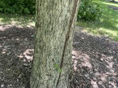 (Chinquapin Oak) trunk (Chinquapin Oak) trunk