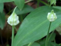 (Wild Garlic) buds (Wild Garlic) buds