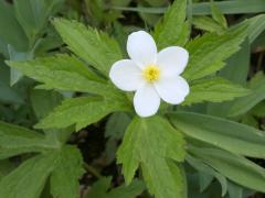 (Canada Anemone) (Canada Anemone)