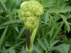 (Purplestem Angelica) (Purplestem Angelica)