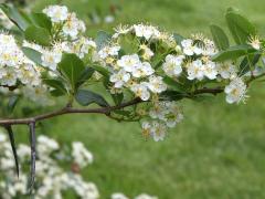 (Cockspur Hawthorn) (Cockspur Hawthorn)