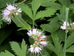 (Virginia Waterleaf) (Virginia Waterleaf)