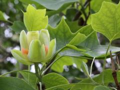 (Tulip Tree) flower (Tulip Tree) flower