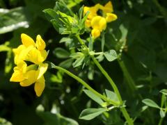 (Bird's-foot Trefoil) (Bird's-foot Trefoil)