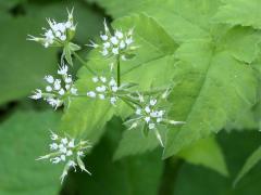 (Aniseroot) (Aniseroot)