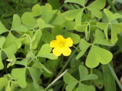 (Tall Wood Sorrel) (Tall Wood Sorrel)