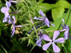 (Woodland Phlox) (Woodland Phlox)