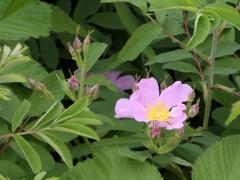 (Early Wild Rose) (Early Wild Rose)