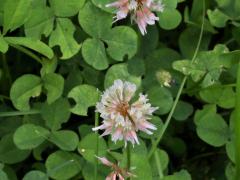(White Clover) (White Clover)
