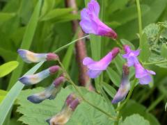 (American Vetch) (American Vetch)