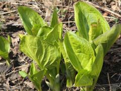 (Skunk Cabbage) (Skunk Cabbage)