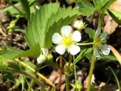 (Wild Strawberry) (Wild Strawberry)