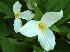 (Large White Trillium) (Large White Trillium)