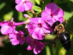 (Garden Phlox) Eastern Carpenter Bee pollinia (Garden Phlox) Eastern Carpenter Bee pollinia