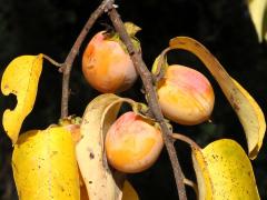 (American Persimmon) fruit (American Persimmon) fruit