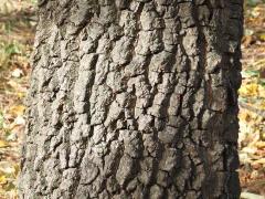 (American Persimmon) trunk (American Persimmon) trunk