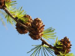 (European Larch) female cones (European Larch) female cones