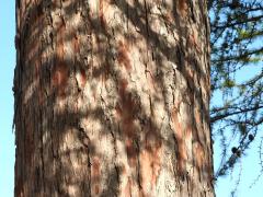 (European Larch) trunk (European Larch) trunk