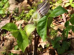 (Jack-in-the-Pulpit) plant (Jack-in-the-Pulpit) plant