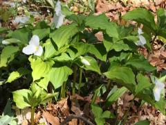(Large White Trillium) colony (Large White Trillium) colony