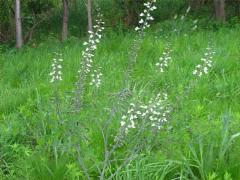 (White False Indigo)
