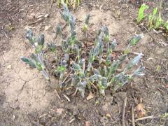 (White False Indigo) emergent