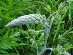 (White False Indigo)