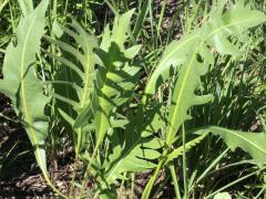 (Prairie Dock) hybrid on Compass Plant