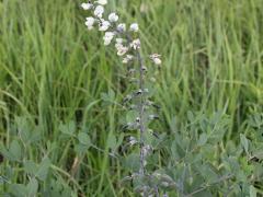 (White False Indigo)