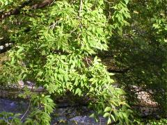 (Box Elder) (Box Elder)