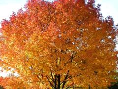 (Sugar Maple) (Sugar Maple)