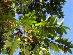 (Tree of Heaven) (Tree of Heaven)