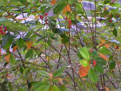 (Juneberry) (Juneberry)