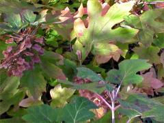 (Oakleaf Hydrangea) (Oakleaf Hydrangea)