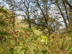 (White Poplar) (White Poplar)