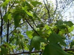 (Norway Maple) (Norway Maple)