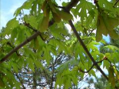 (Silver Maple) (Silver Maple)