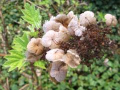 (Oakleaf Hydrangea) (Oakleaf Hydrangea)