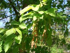 (Box Elder) catkins (Box Elder) catkins