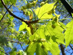 (Norway Maple) female flowers (Norway Maple) female flowers