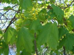 (Norway Maple) fruit (Norway Maple) fruit