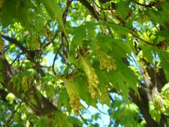 (Sugar Maple) catkins (Sugar Maple) catkins