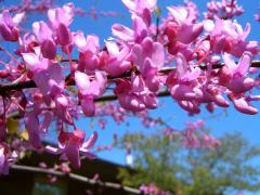(Eastern Redbud) (Eastern Redbud)