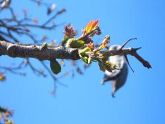 (Kentucky Coffeetree) (Kentucky Coffeetree)