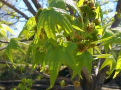 (American Sweetgum) (American Sweetgum)