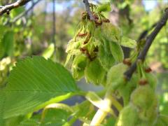 (American Elm) (American Elm)