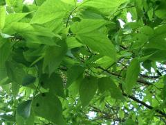 (Hackberry) (Hackberry)